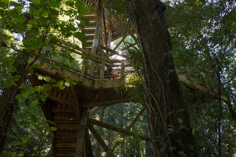 Montanha do Santuário: Tour guiado pela Floresta Antiga