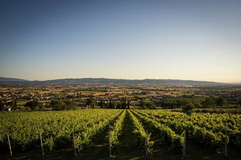 Assisi: Organic Winery Tour with Tastings & Typical Food