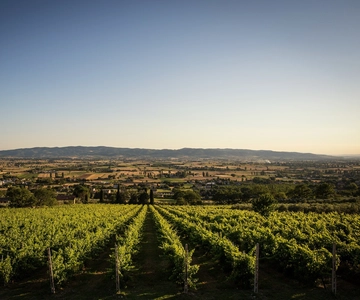 Assisi: Organic Winery Tour with Tastings & Typical Food