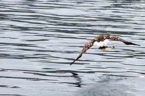 Desde Tromsø: crucero todo incluido ballenas y aves marinas