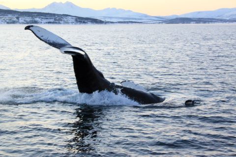 Wieloryby i ptaki morskie: rejs all inclusive z Tromsø