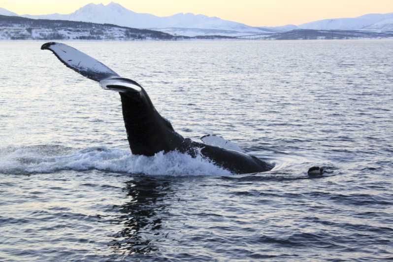 Vanuit Tromsø: all-inclusive boottocht walvissen & vogels