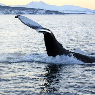 From Tromsø: All-Inclusive Whale and Sea Bird Boat Cruise