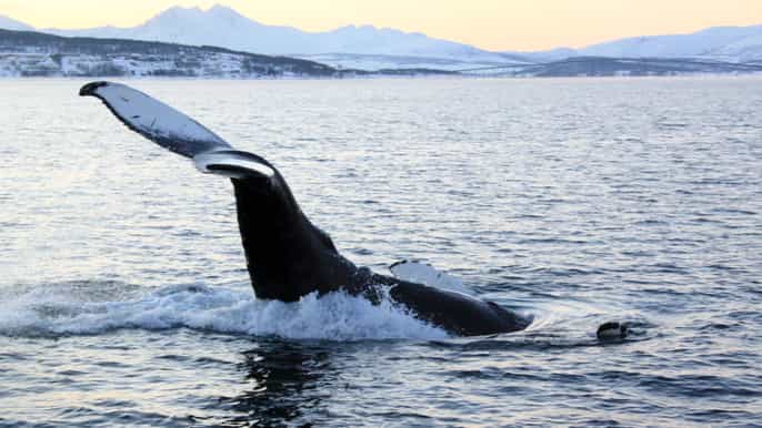 Desde Tromsø: crucero todo incluido ballenas y aves marinas