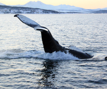 Ab Tromsø: All-Inclusive Wal- und Seevogel-Bootsfahrt