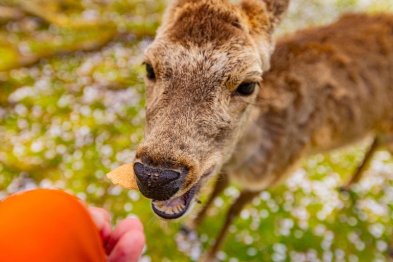 1-Day Walking Tour in Nara: Palace, Deer and Inkstick