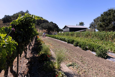 Santa Ynez : visite de 3 vignobles avec dégustations et déjeuner