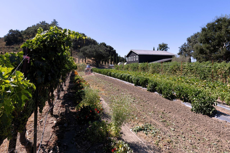 Santa Ynez : visite de 3 vignobles avec dégustations et déjeuner