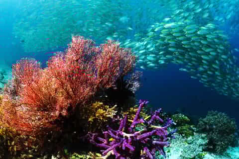 Red Sea: Sea Scope Submarine Trip & Snorkeling