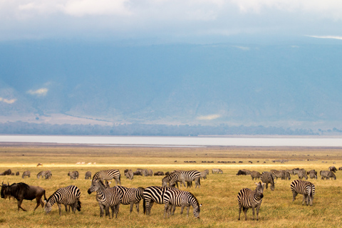 From Zanzibar: 1-Day Selous Safari with Flight & Lunch Selous Safari from Zanzibar – Without Transfer