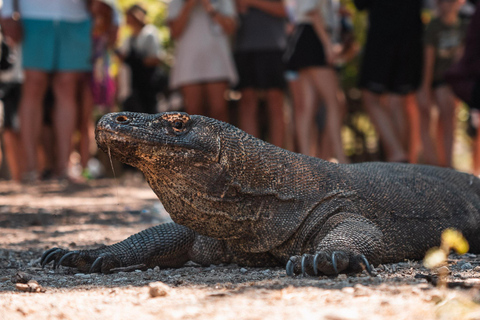 Dagsutflykt till Komodo med privat motorbåt