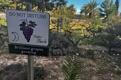 Visita adegas locais com vinhos e tapas incluídos a partir de Alicante em van