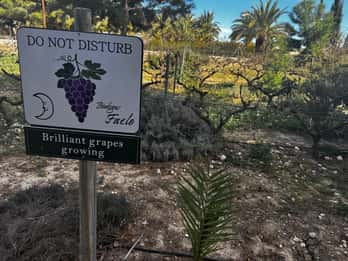 Visita le cantine locali con vini e tapas inclusi da Alicante in furgone.