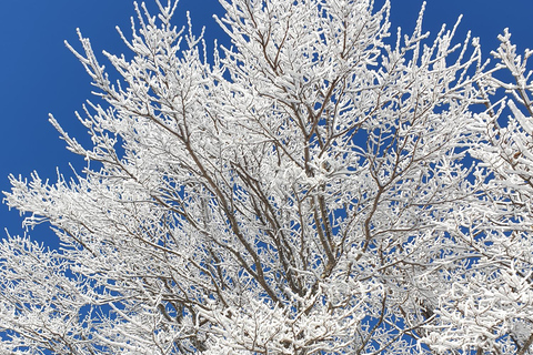 Jeju: HALLASAN National Park Guided Snow Climb (5hr_w/Gear)
