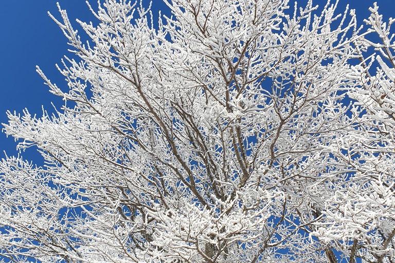 Jeju: HALLASAN National Park Guided Snow Climb (5hr_w/Gear)