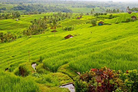 Bali : tour en vélo électrique de 1 h dans les rizières