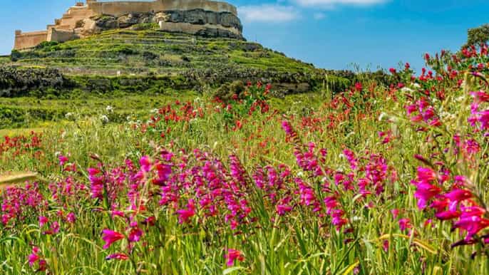 gozo fullday sightseeing tour of maltas sister island