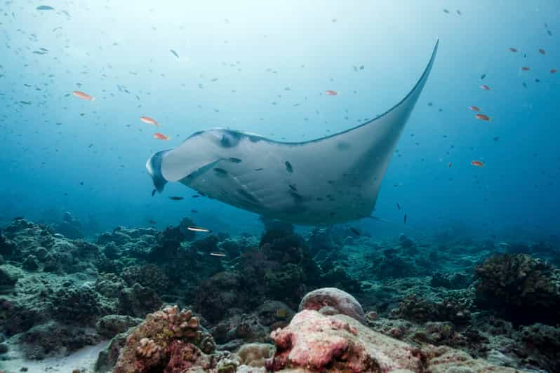 Depuis Bali plong e avec les raies manta  Nusa  Penida  