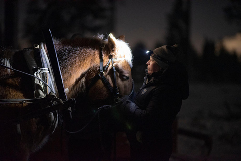 Rovaniemi: Northern Lights Tour with Finnhorses Sleigh Ride