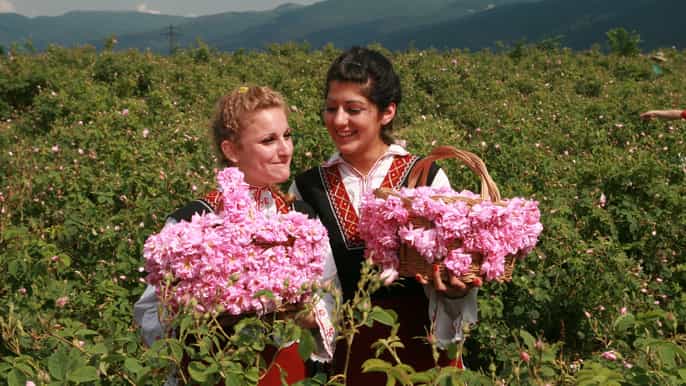 the valley of the roses