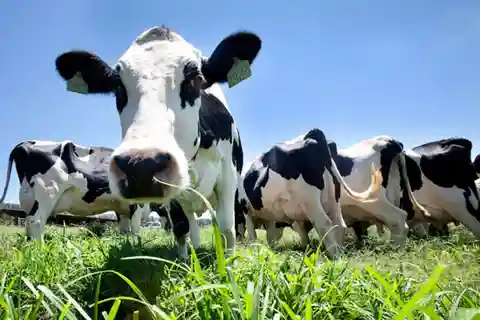 Azoren: Tag auf der Farm mit traditionellem Mittagessen im Freien