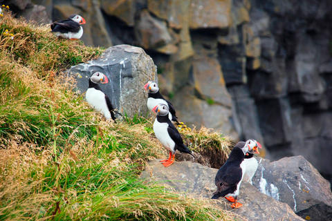 Reykjavik: tour de grupos pequeños por la costa surReykjavic: tour por la costa sur de grupos pequeños