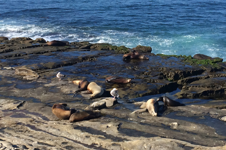 A excursão pelos destaques de San Diego