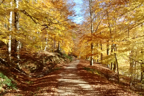 غابة إيراتي ورحلة أوتشاغافيارحلة استكشافية إلى غابة إيراتي وأوشاغافيا