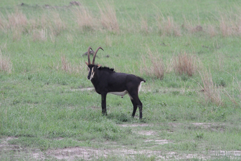 Victoria Falls: Safari game drive tour 3 hours