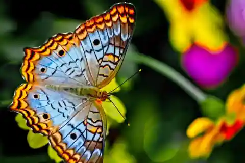 Bosque de Jozani, centro de mariposas, tortuga marina y la roca