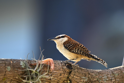 San José: Birdwatching Tour with Guide and Scope Private Birdwatching Tour