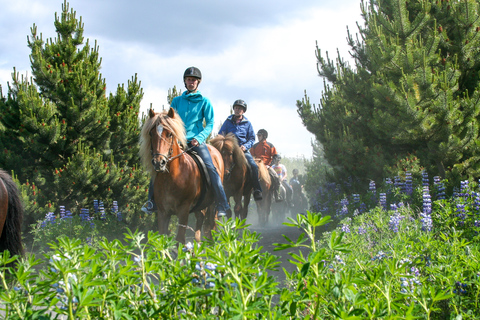 Icelandic Horse Riding Tour in Lava Fields