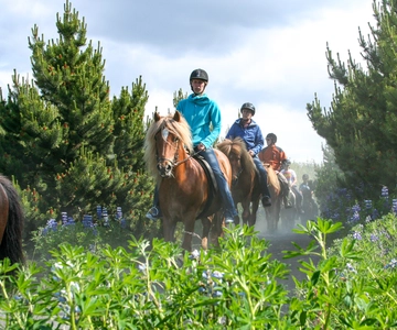 Da Reykjavík: Tour a cavallo islandese nei campi di lava
