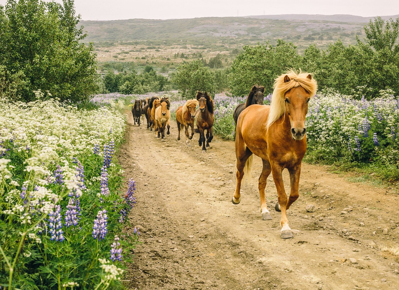 Fra Reykjavík: Islandsk ridetur i lavamarker