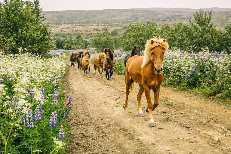 Reykjavik : balade à cheval dans les champs de laveBalade à cheval avec prise en charge