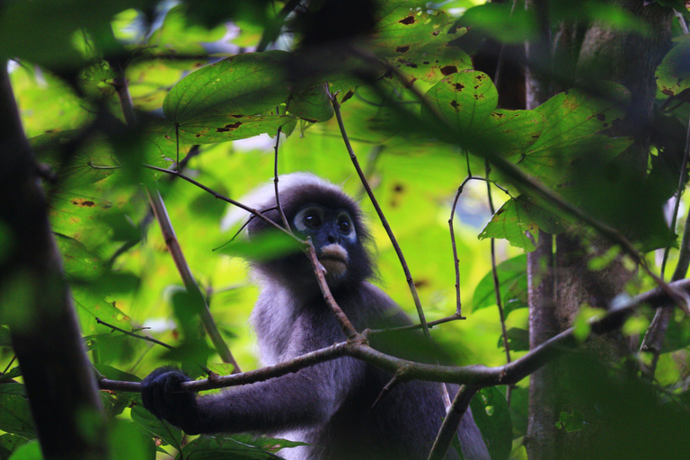 Khao Sok Jungle Day Trip - Jungle Trekking & Bamboo Rafting