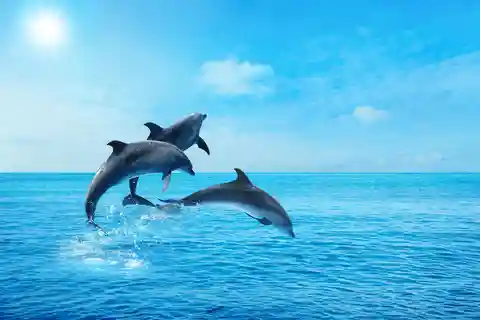 Hurghada: Dolphin & Coral Reef Snorkeling Tour with Lunch