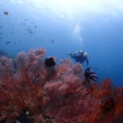 Bali: Amed Guided Scuba Diving Tour with Equipment