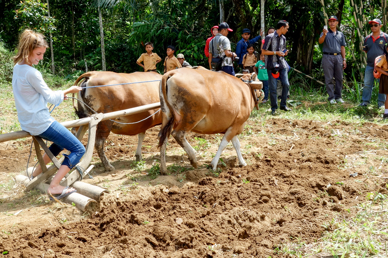 Ubud: 3-Hour Walking Tour with Lunch