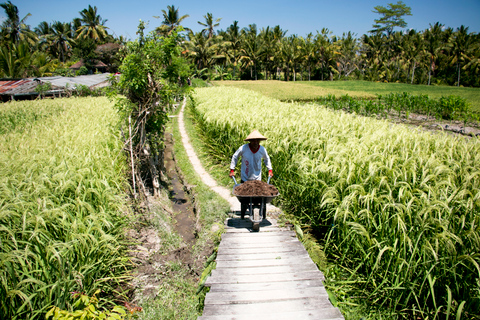 Ubud: Excursão a Pé com Almoço 3h