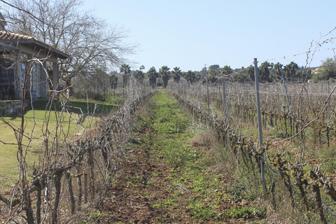 Alcúdia/Can Picafort: Guided Vineyard Visit and Wine Tasting Pickup at a Meeting Point Near Playa de Muro