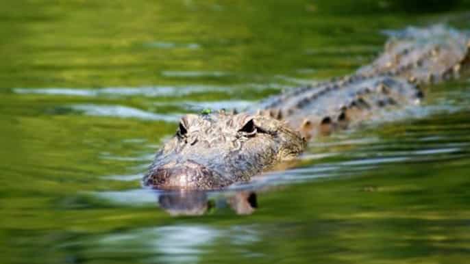 louisiana bayous 2hour swamp tour