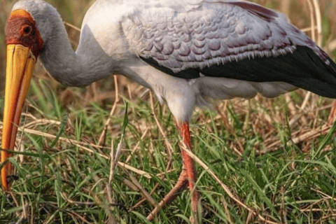 Chobe National Park 2-Day Safari with Transfers