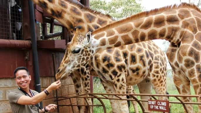 nairobi halbtageserlebnis mit elefantenbabys und giraffen