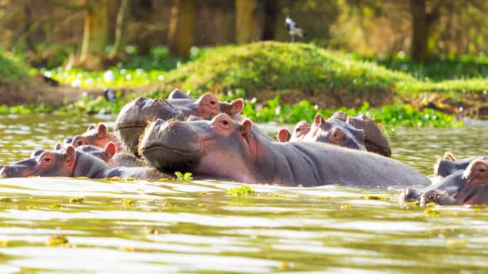 nairobi hells gate national park fullday adventure