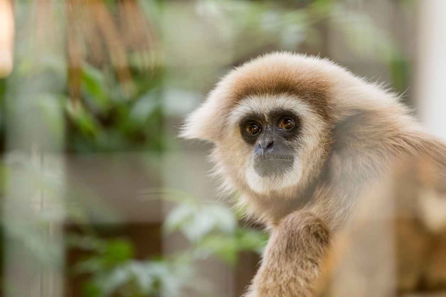 「ティチーノのジャングル：ズーアルマリオ1日券」