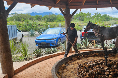Mezcal and Traditions Route: Tree of Tule, Teotitlan Village, and Distillery Mezcal and Its Traditions Tour: Tree of Tule, Teotitlán, and Distillery
