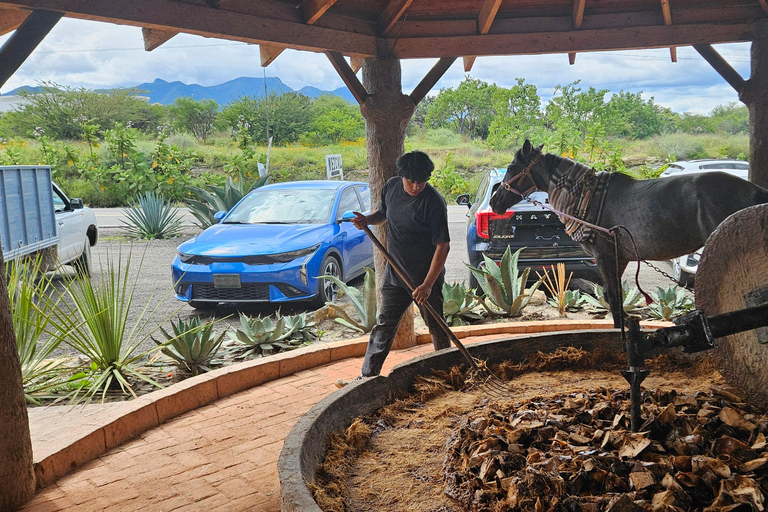 Mezcal and Traditions Route: Tree of Tule, Teotitlan Village, and Distillery Mezcal and Its Traditions Tour: Tree of Tule, Teotitlán, and Distillery