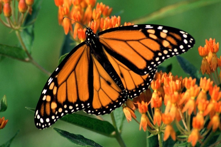 Wycieczka do sanktuarium motyli monarcha