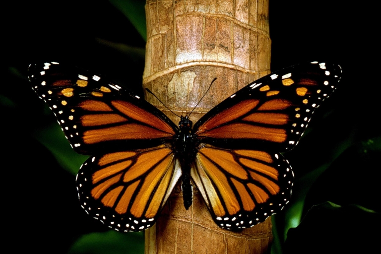 Wycieczka do sanktuarium motyli monarcha